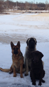 3 wise dogs