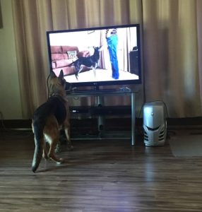 cinder-in-her-new-home-watching-dog-obedience-2