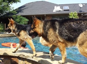 Willow & Zephyr by pool