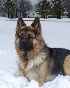 Eldorado-Bruno-snow-picture