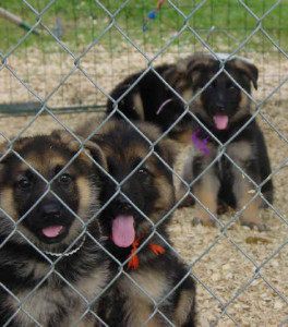 group-puppies
