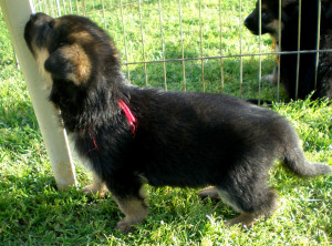 Kiowa-Buck as young pup