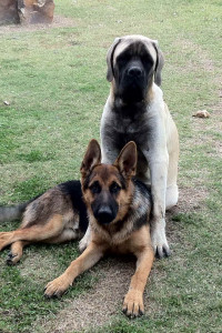 Kiowa-Buck with his friend