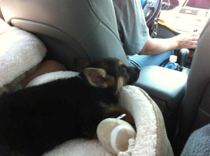 Levi riding to new home