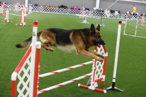 nationals-2016-agility