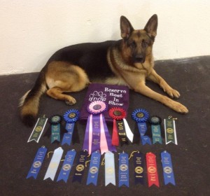 Rowdy-Marshall texas UKC Reserve best in show