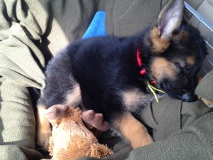 Quinn-Luna sleeping on trip home