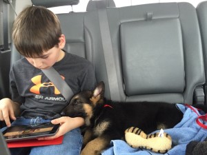 Thor and Dawson traveling home