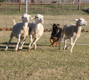 Utah 11-12-15 herding